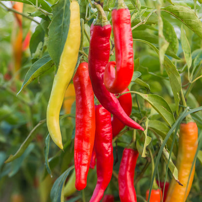 Chilli 'De Cayenne' Seeds