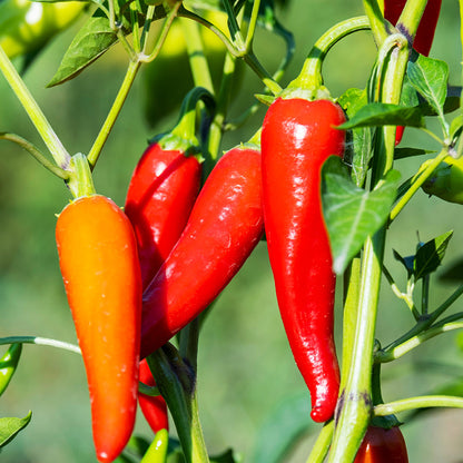 Chilli 'De Cayenne' Seeds