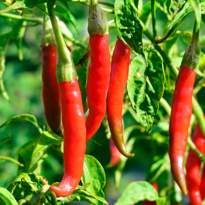 Chilli 'De Cayenne' Seeds