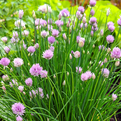 Chives Seeds