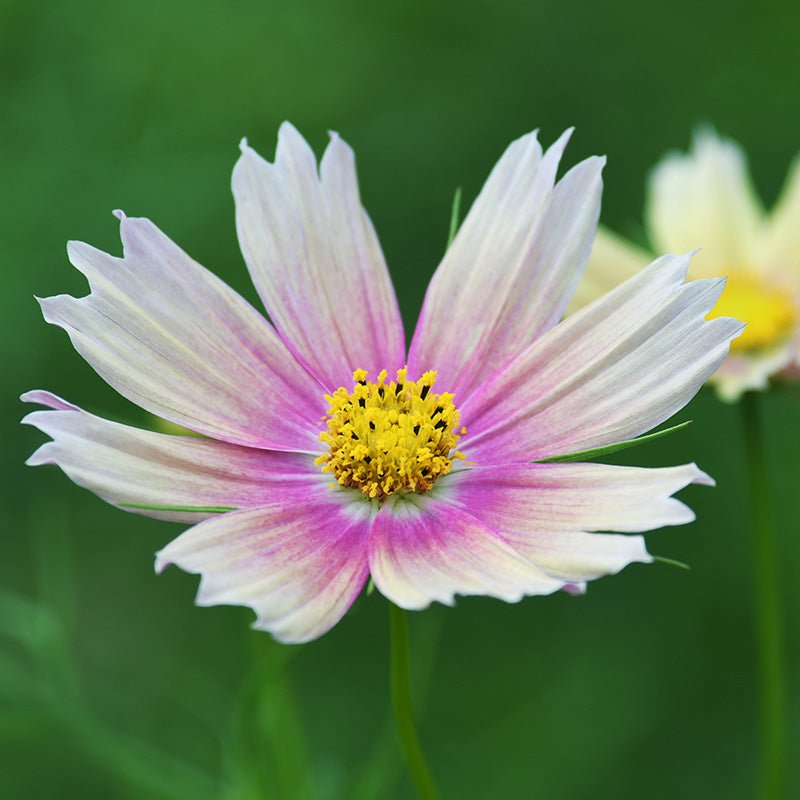 Cosmos bipinnatus 'Apricot Lemonade' Seeds – Stocks & Green