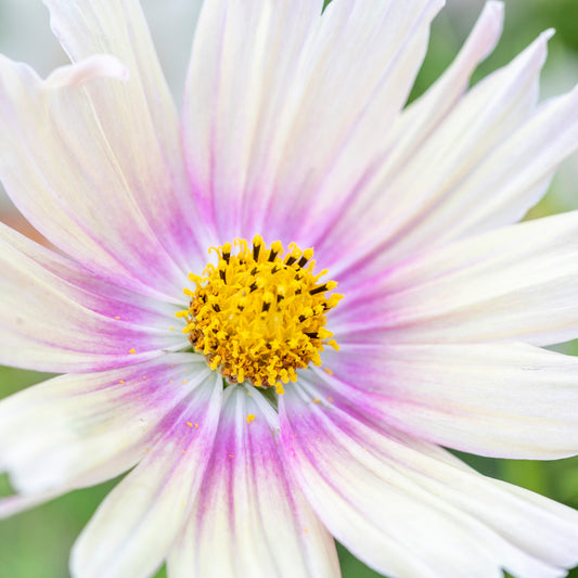 Cosmos bipinnatus 'Apricot Lemonade' Seeds