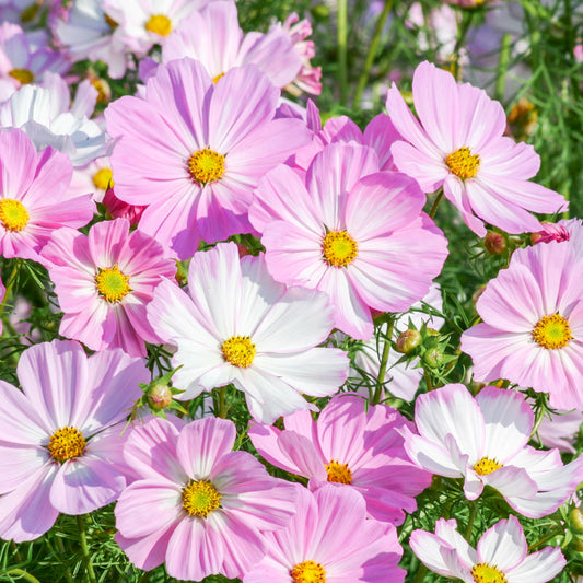 Cosmos bipinnatus 'Cosimo Pink White' Seeds