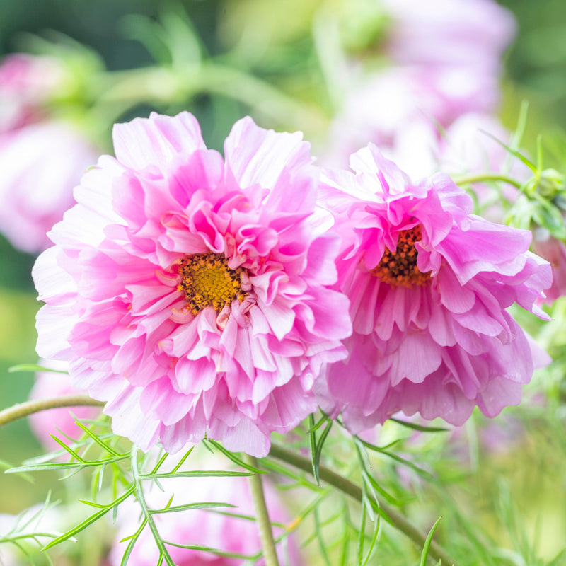 Cosmos 'Double Dutch Rose' Seeds