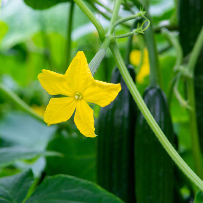 Cucumber 'Carmen' F1 Seeds