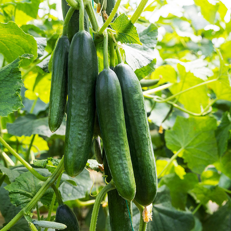 Cucumber La Diva Seeds Stocks And Green