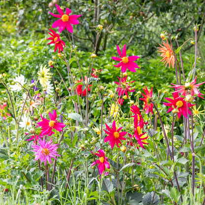 Dahlia 'Cactus Mixed' Seeds