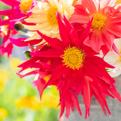 Dahlia 'Cactus Mixed' Seeds