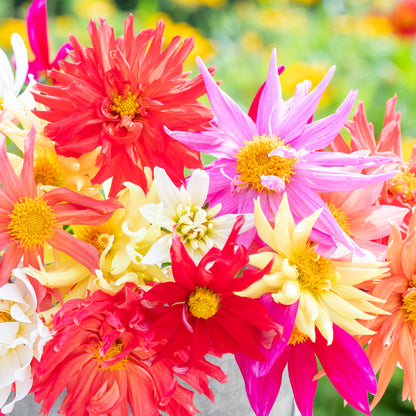 Dahlia 'Cactus Mixed' Seeds