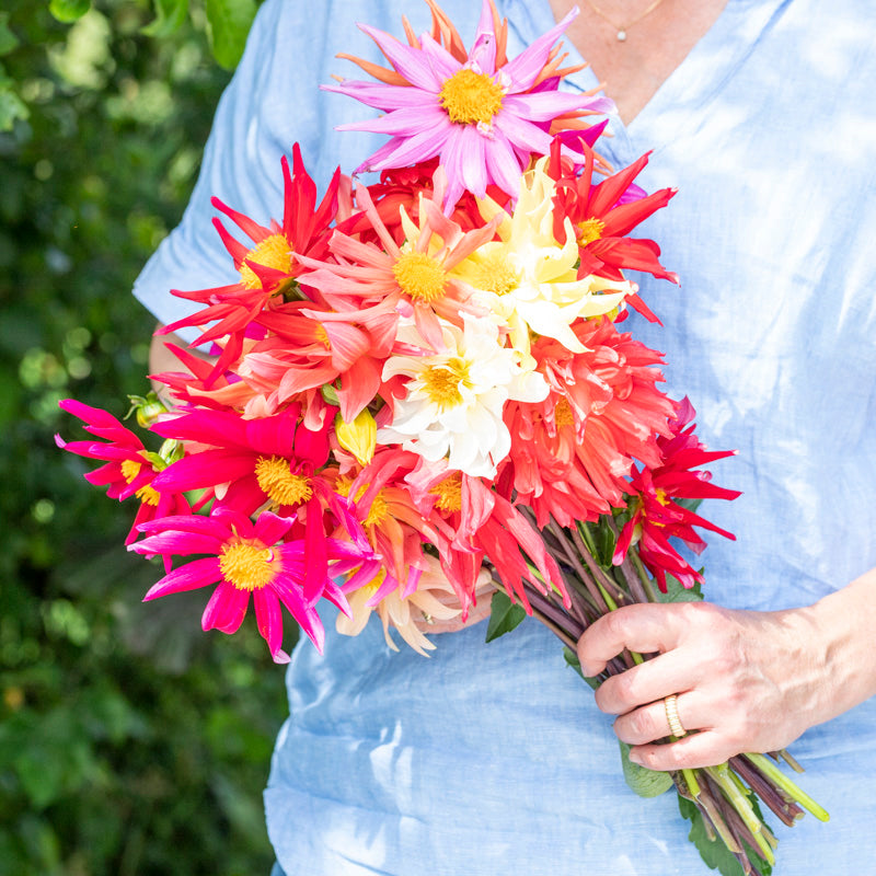 Dahlia 'Cactus Mixed' Seeds