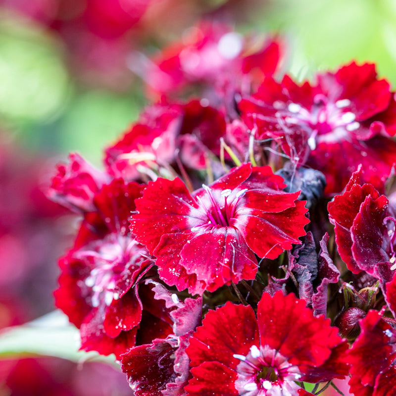 Dianthus barbatus 'Nigrescens' Seeds