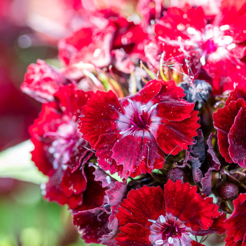 Dianthus barbatus 'Nigrescens' Seeds