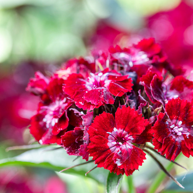 Dianthus barbatus 'Nigrescens' Seeds