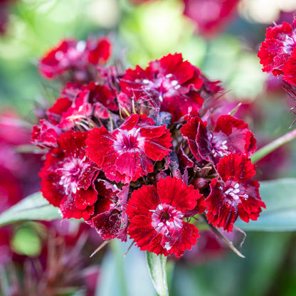 Dianthus barbatus 'Nigrescens' Seeds