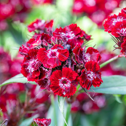 Dianthus barbatus 'Nigrescens' Seeds