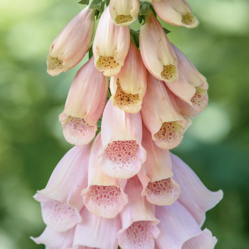 Fantastic Foxgloves Seed Collection