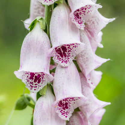 Fantastic Foxgloves Seed Collection
