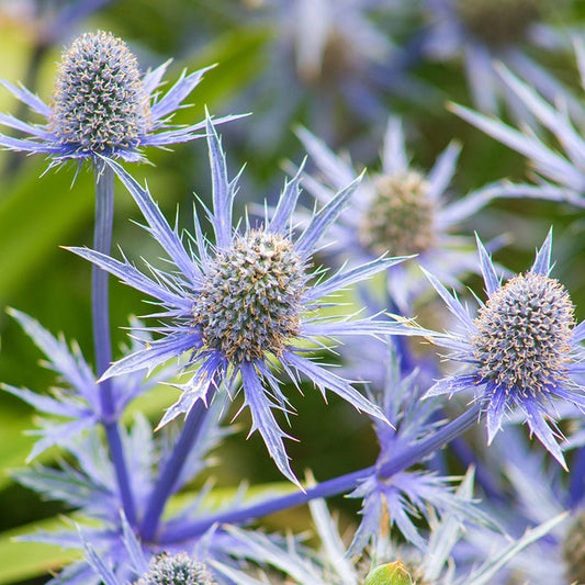 Eryngium planum Seeds