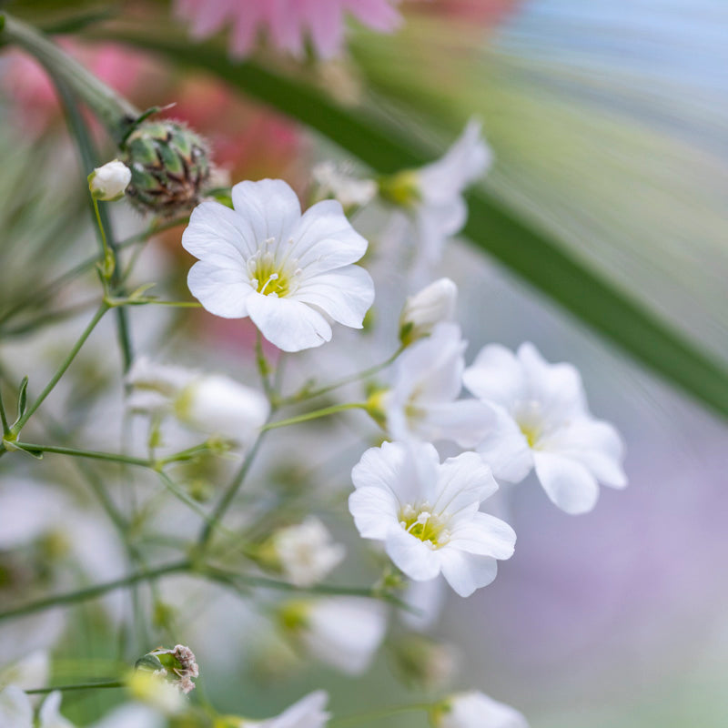 Baby's Breath Covent Garden 1000 Seeds (Gypsophila elegans CG) Heirloo