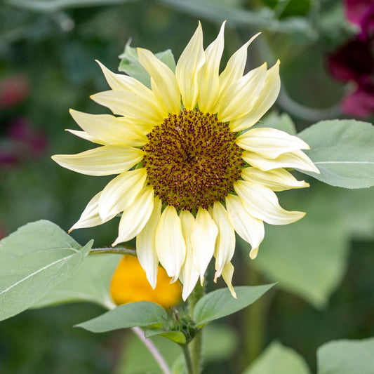 Helianthus 'Buttercream' (Sunflower) Seeds