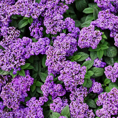 Heliotrope 'Marine' Seeds