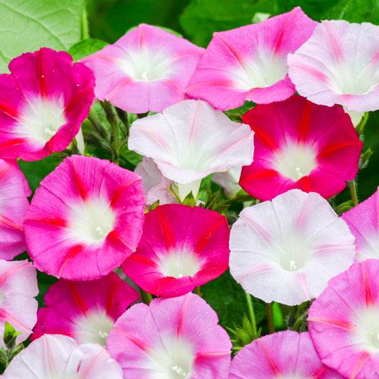 Ipomoea 'La Vie En Rose' Seeds