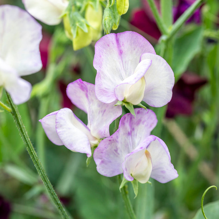 Lathyrus 'High Scent' - Sweet Peas - Seeds – Stocks & Green