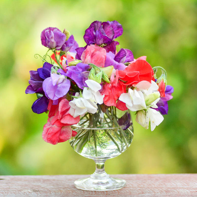 Lathyrus 'Mammoth Mixed' (Sweet Peas) Seeds