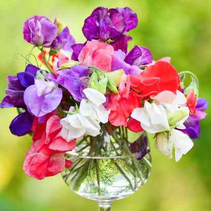 Lathyrus 'Mammoth Mixed' (Sweet Peas) Seeds