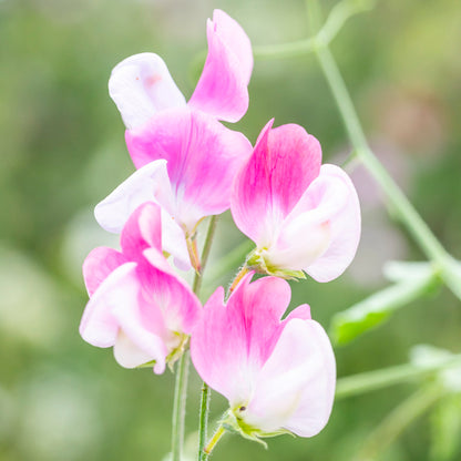 Lathyrus 'Painted Lady' (Sweet Peas) Seeds