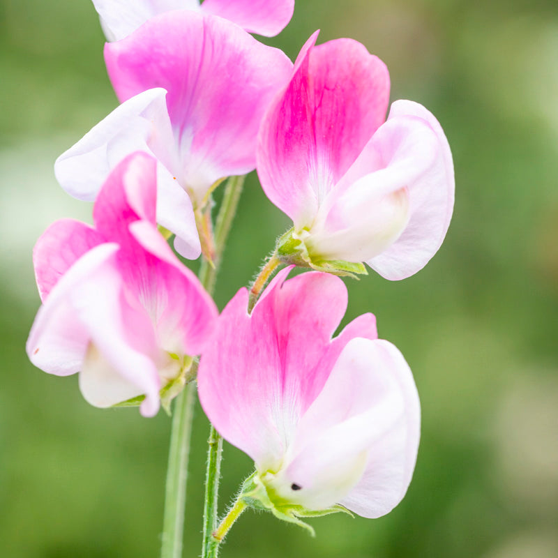 Lathyrus 'Painted Lady' (Sweet Peas) Seeds