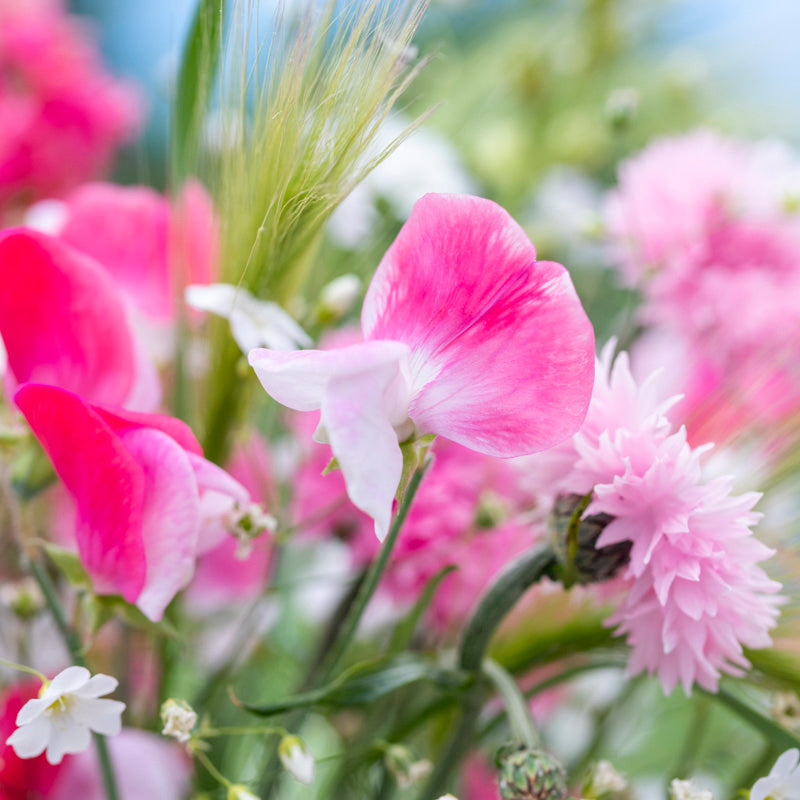 Lathyrus 'Painted Lady' (Sweet Peas) Seeds