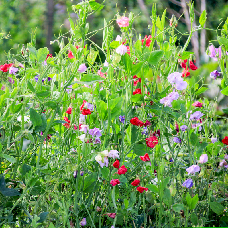 Lathyrus 'Spencer Mixed' Seeds