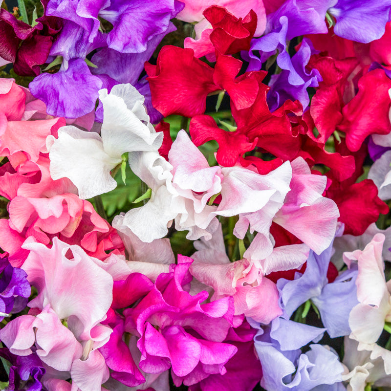 Lathyrus 'Spencer Mixed' Seeds