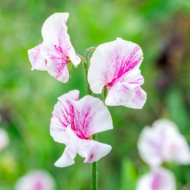 Lathyrus 'Wiltshire Ripple' Seeds