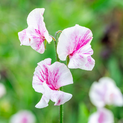 Lathyrus 'Wiltshire Ripple' Seeds