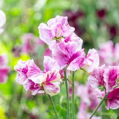 Lathyrus 'Wiltshire Ripple' Seeds