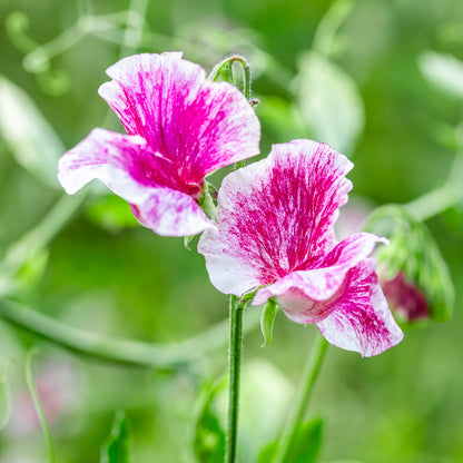 Lathyrus 'Wiltshire Ripple' Seeds