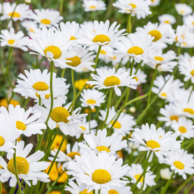 Leucanthemum vulgare - Oxeye Daisy Seeds