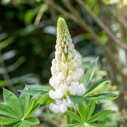 Lupinus 'Noble Maiden' Seeds