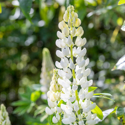 Lupinus 'Noble Maiden' Seeds