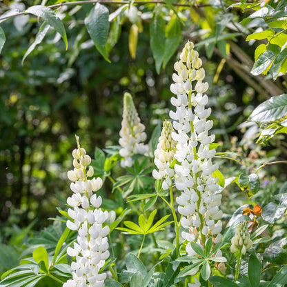 Lupinus 'Noble Maiden' Seeds