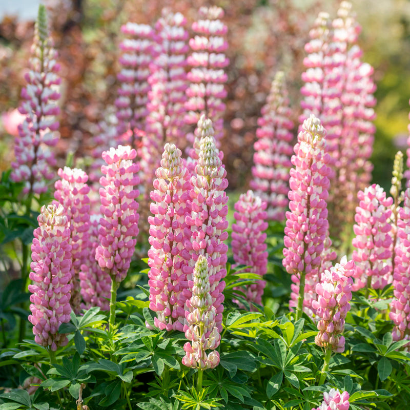 Lupinus on sale