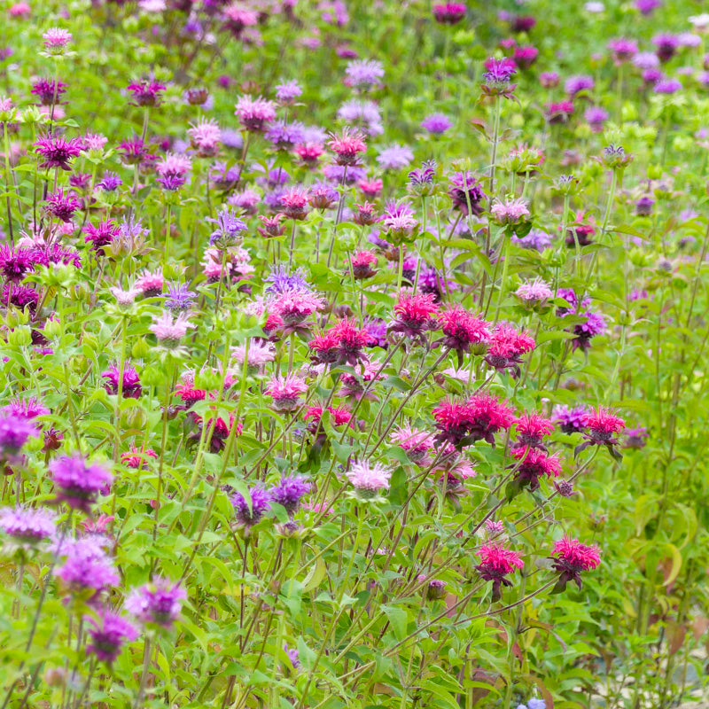 Monarda didyma 'Milano Mix' Seeds