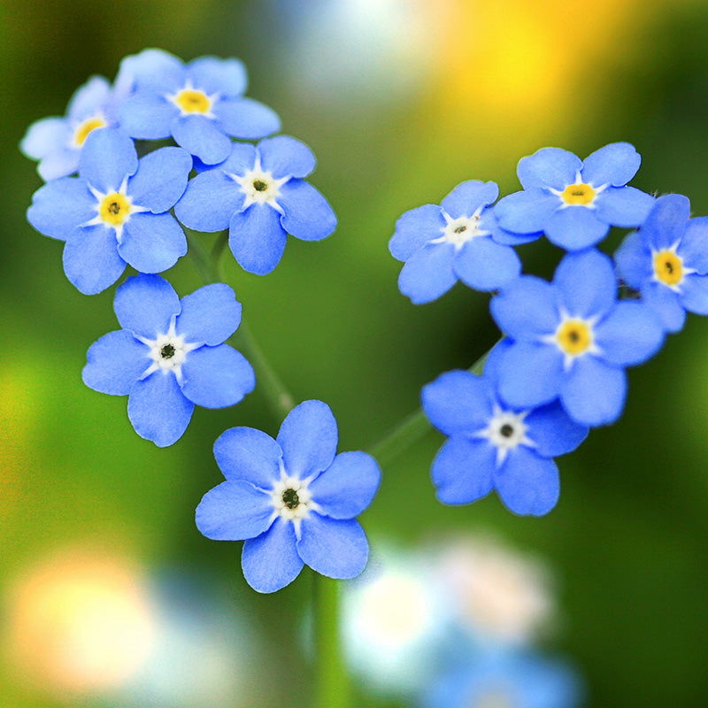 Myosotis 'Indigo Blue' - Alpine Forget-Me-Not Seeds