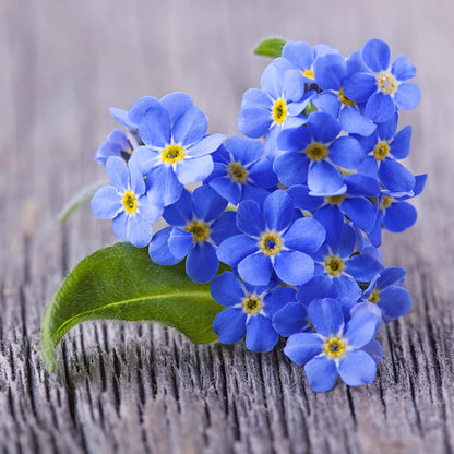 Myosotis 'Indigo Blue' - Alpine Forget-Me-Not Seeds