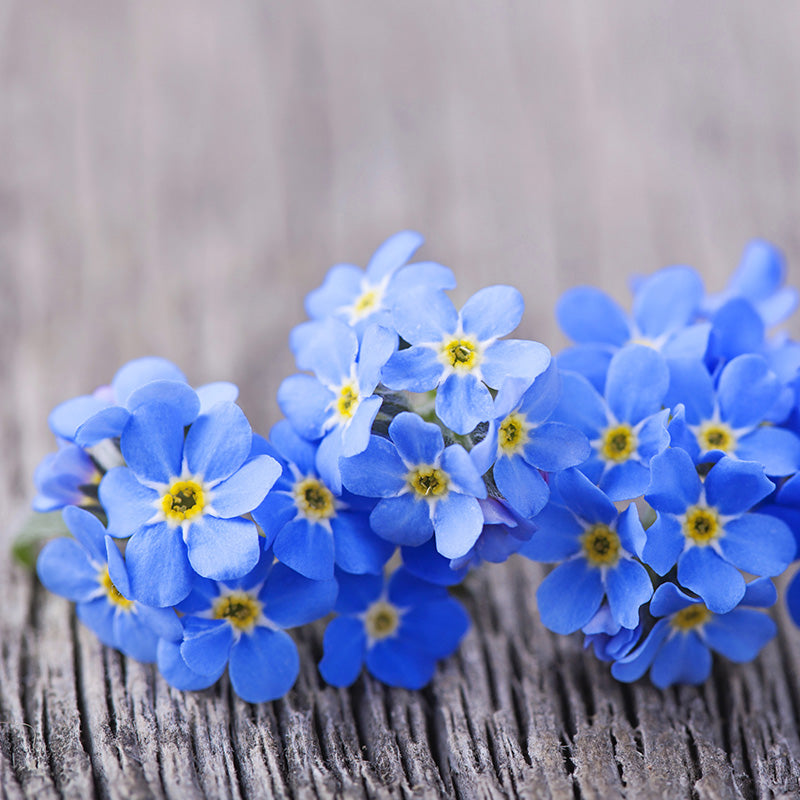 Myosotis 'Indigo Blue' - Alpine Forget-Me-Not Seeds