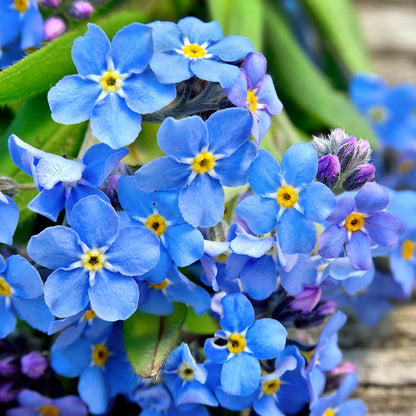 Myosotis 'Indigo Blue' - Alpine Forget-Me-Not Seeds