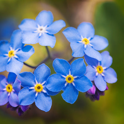 Myosotis 'Indigo Blue' - Alpine Forget-Me-Not Seeds