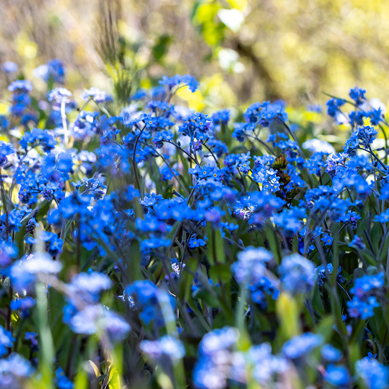 Myosotis 'Indigo Blue' - Alpine Forget-Me-Not Seeds